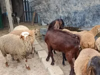 公山羊, Damask goat — 照片 3
