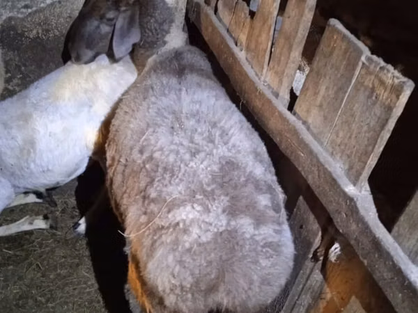Sheep, Adal sheep