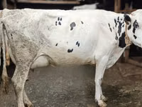 गाय, Russian Black pied cattle — फ़ोटो 1