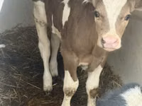 ثور, Simmental cattle — الصورة 3
