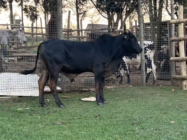Bulle, Brahman
