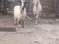 تيس, الماعز — الصورة 3