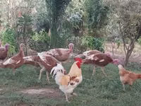 Bourbon Nyekundu — picha 3
