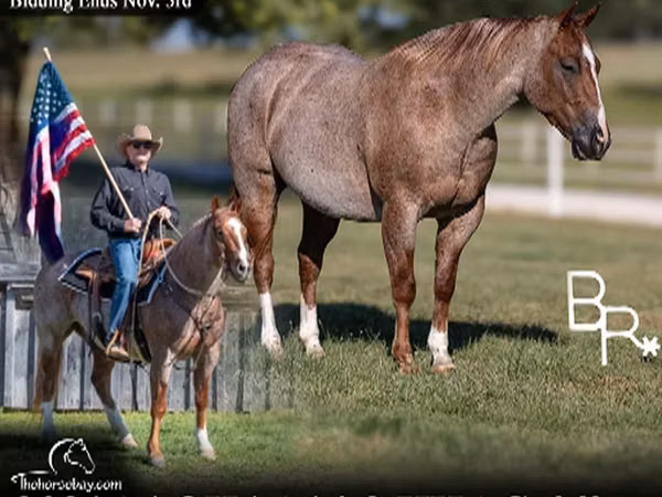 Hengst, Quarter Horse
