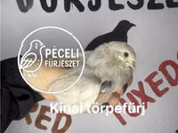 Quails — picha 5