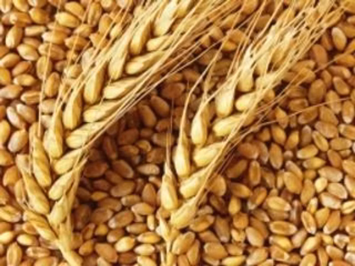Vind- Griu & Orz,- in saci cu- 4,0 lei/kg.or.orhei