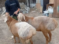 Dume la kondoo, Arashan sheep — picha 2