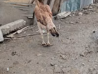 Chickens — Foto 1