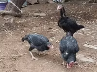 Chickens — Foto 3