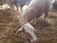 أبقار (دفعة، الجنس غير محدد), Simmental cattle — الصورة 4