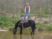 घोड़ी, Percheron — फ़ोटो 4