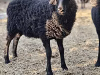 भेड़, Racka sheep — फ़ोटो 2