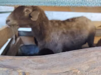 Kondoo jike, Arabi sheep — picha 5