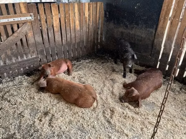 Boar, 