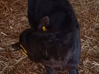 Cattle (batch, sex not specified), Cattle — photo 3