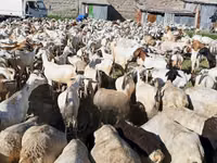 Cabras (lote, sexo no especificado), Cabras — foto 1