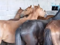 Horse (M), Horses — photo 1