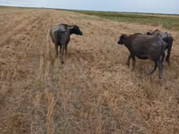 Cow, African Buffalo — photo 3