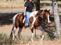 Hengst, American paint horse — Foto 6