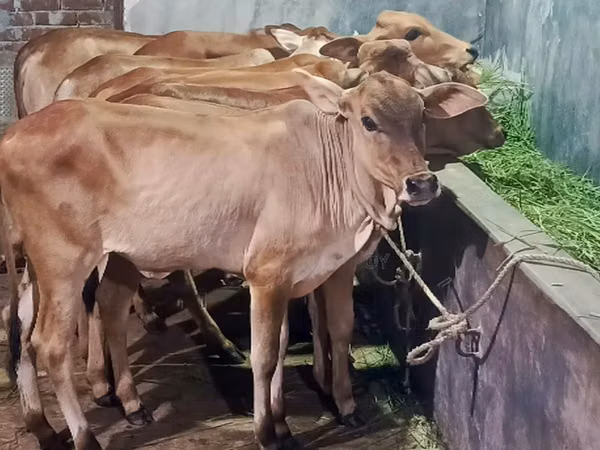 Ng'ombe jike, Zebu wa Azerbaijan