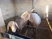 Sheep, Arashan sheep — photo 2