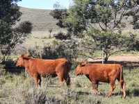 Ng'ombe jike, Aberdeen – Angus — picha 4