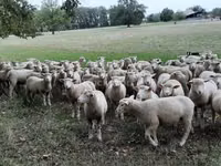 भेड़, Ile-de-France sheep — फ़ोटो 6