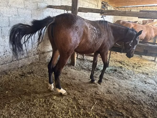 Mare, Horses