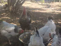 Slovenian Barred Hen — photo 4