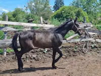 حصان, Hungarian horse breed — الصورة 7
