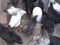 Australian Pit Game fowl — picha 1