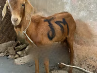 बकरियाँ (लॉट, लिंग निर्दिष्ट नहीं), Red Sokoto goat — फ़ोटो 1