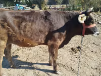 Cow, Swiss cattle — photo 1