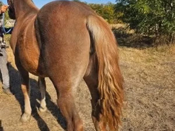 Yegua, Caballos