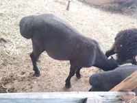 Schafe (Partie, Geschlecht nicht angegeben), Hissar sheep — Foto 5
