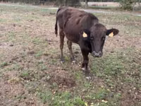 Cow, Wagyu — photo 3