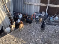 Chickens — फ़ोटो 5