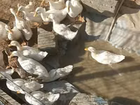 Ducks — 照片 2