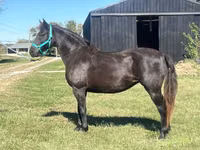 Farasi jike, Black Sea breed — picha 7