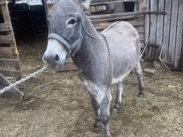 Farasi dume, Farasi