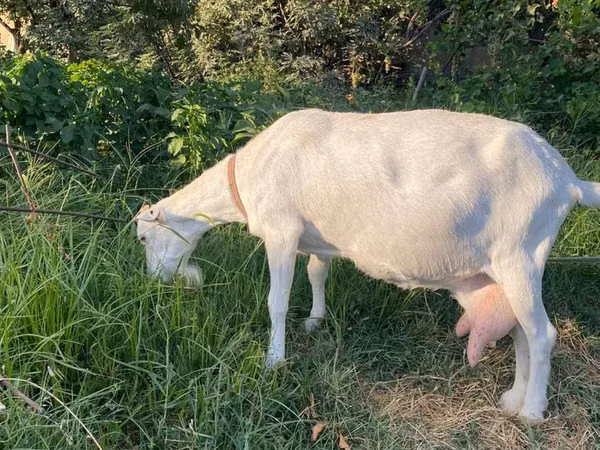Goat, Alpine goat