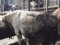Bull, Cattle — photo 1