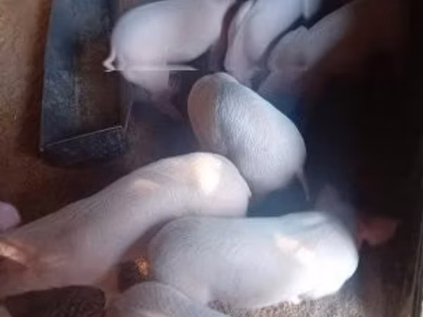 Pigs (batch, sex not specified), 