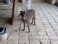 Widder, Arabi sheep — Foto 2