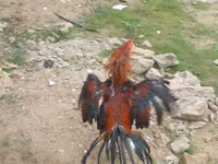 Chickens — الصورة 8