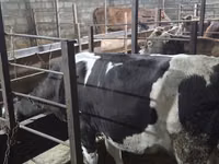 Kuh, Holstein-Rasse — Foto 2