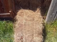 Boma Rhodes Hay for Sale — photo 1