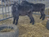 Ziegenbock, Ziegen — Foto 2