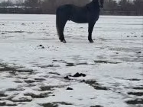 घोड़ा, Lipizzaner