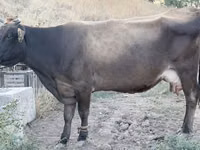 Ng'ombe jike, Ukrainian Brown Dairy Cattle — picha 1